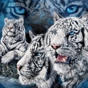 White Tiger