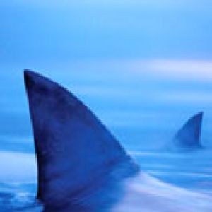Intimidation-Sharks