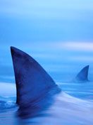 Intimidation-Sharks