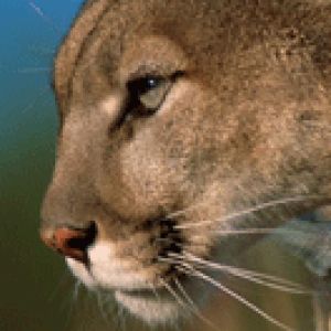 cougar