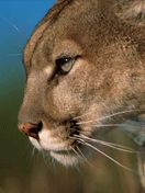 cougar