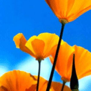 California - Poppies 