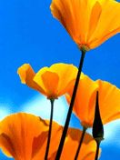 California - Poppies 