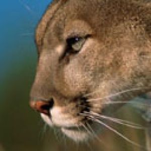 cougar