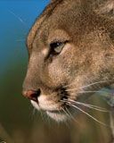 cougar
