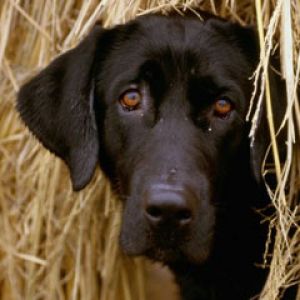 Hiding in the Hay