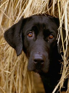 Hiding in the Hay