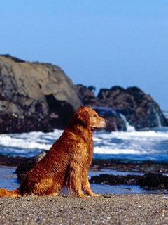 Golden Profile