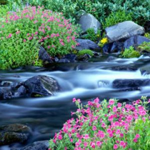 Paradise River - Mount-Rainier-National-Park