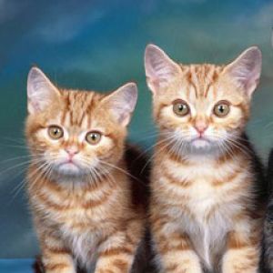 Tabby Kittens