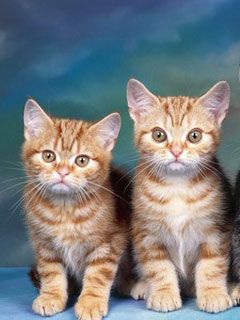Tabby Kittens