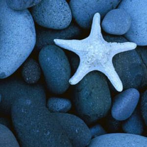 Sea Star on a Rocky Beach Baja California Mexico