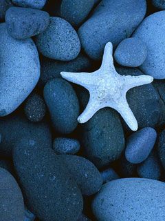 Sea Star on a Rocky Beach Baja California Mexico