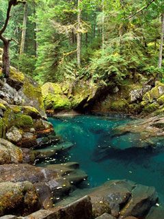 Ohanapecosh River Mt Rainier National Park Washing