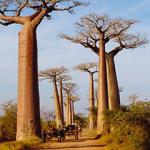 Madagasca Baobab Allee 
