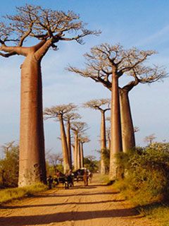 Madagasca Baobab Allee 