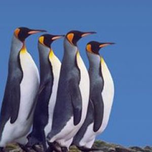 King Penguin in a Mating Ritual March South Georgi