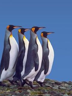 King Penguin in a Mating Ritual March South Georgi