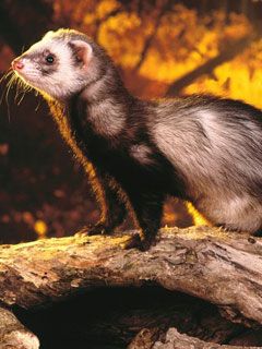 As Good as Gold Ferret