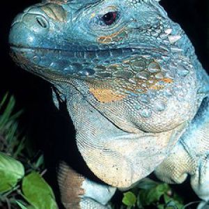 cayman blue iguana