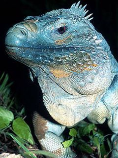 cayman blue iguana