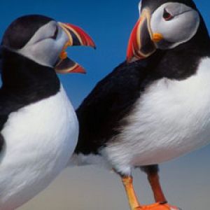 Pair of Puffins