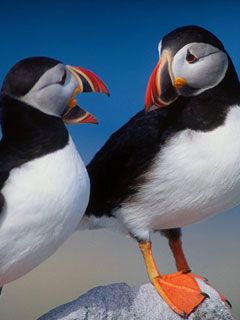 Pair of Puffins