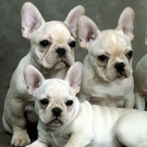 Family Gatherin French Bulldogs