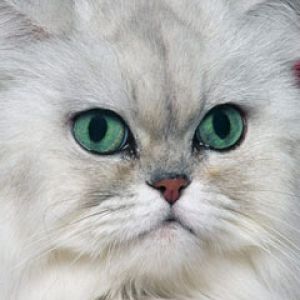 Silver Shaded Persian