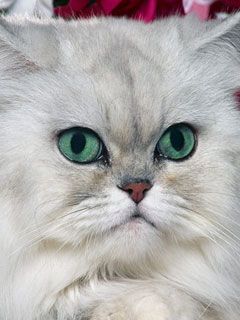 Silver Shaded Persian
