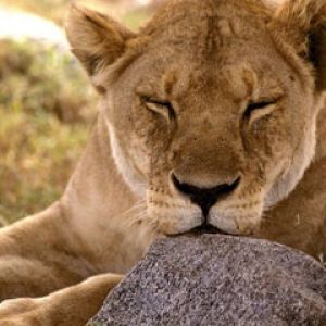 African Lion Serengeti Africa