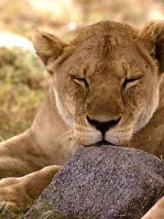 African Lion Serengeti Africa
