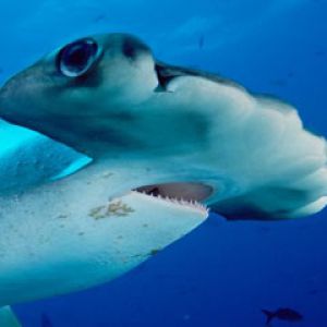 Scalloped-Hammerhead