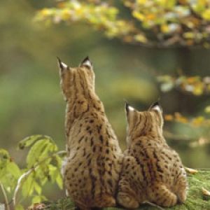 Lynxes