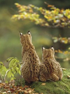 Lynxes