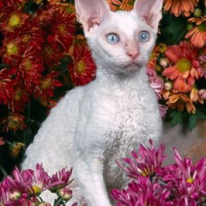 White Devon Rex