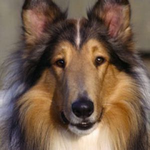 Sable Rough Collie