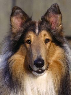 Sable Rough Collie