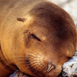 A Soft Pillow