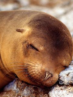 A Soft Pillow