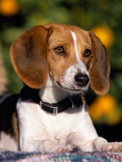 I m All Ears