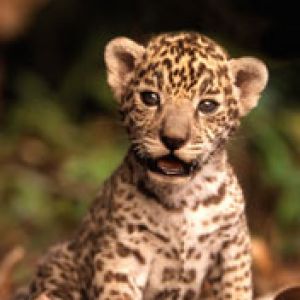 gepard