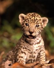 gepard