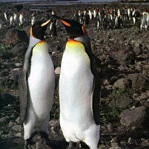 King Penguins