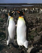 King Penguins