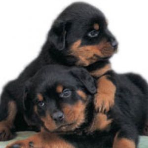 Rottweiler 