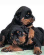 Rottweiler 
