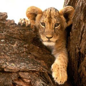 A Furry Friend Lion Cub