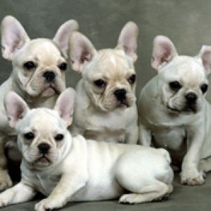 Famil Gathering French Bulldogs