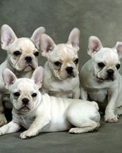 Famil Gathering French Bulldogs